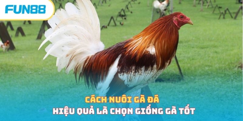 Cách Nuôi Gà Đá - Bí Quyết Nuôi Chiến Kê Hiệu Quả Nhất 2026 Cách nuôi gà đá bắt đầu từ chọn giống tốt